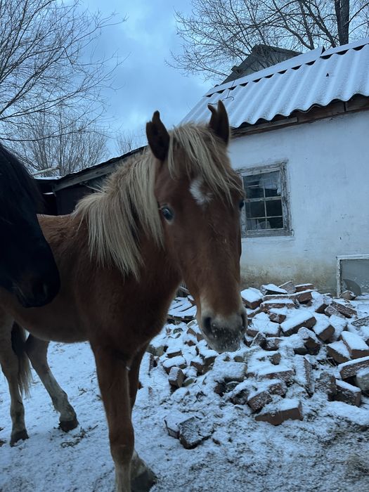 Тай сатылады.