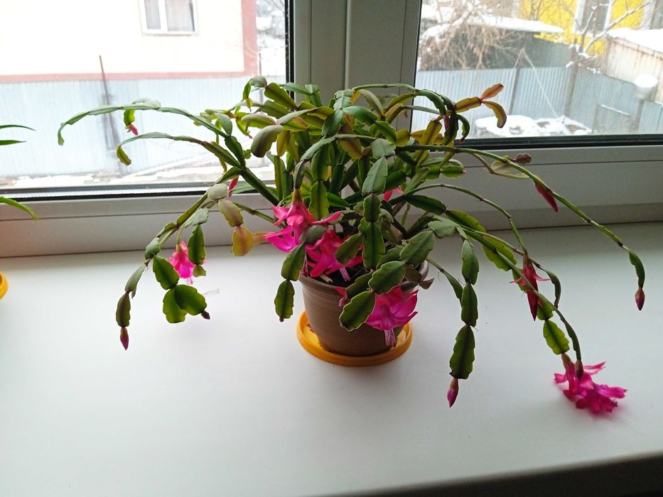 Комнатные и садовые цветы