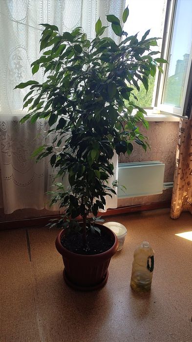 Фикус Бенджамина