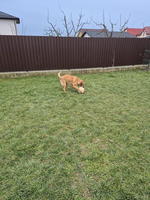 Donez catelusa metis Labrador