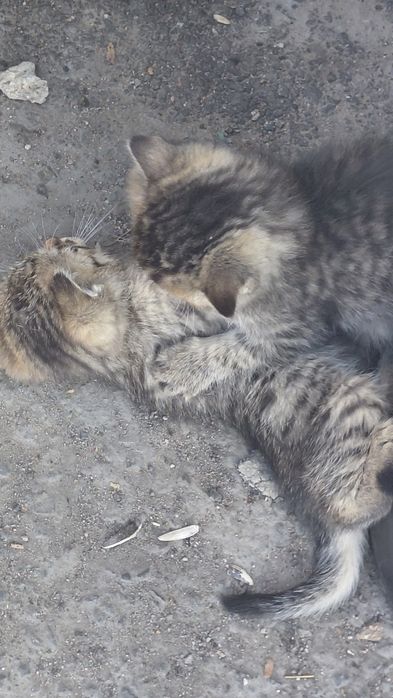 Отдам котят в хорошие руки