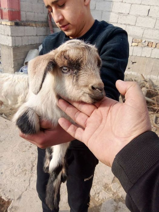 Echki sotiladi 2 ta bolasi bor 2.5litrdan 3litrgacha sut beradi