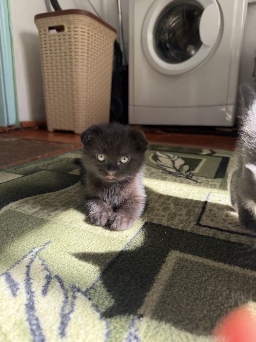 Продам шотландских  котят