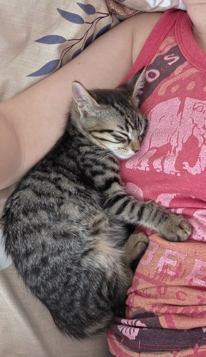 Adoptie Motanel 3 luni, cantaret, vaccinat FIV FeLV negativ