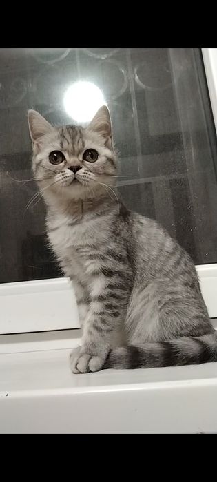 Девочка. Скоттиш страйт.