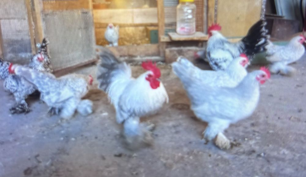 Кокошки, петли, декоративни, яйца холандска гащата руском шабо бантам амерокана