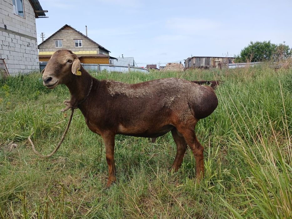 Продам эдильбайского кошкара.