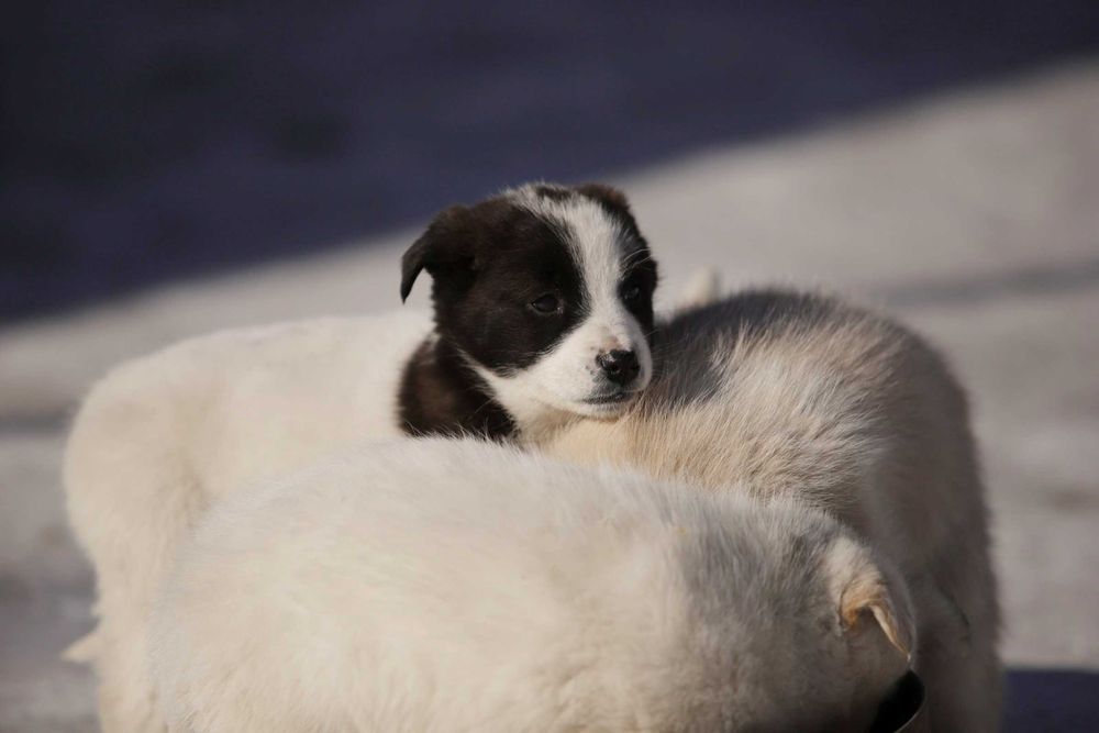 Щенок ищет дом, щенки