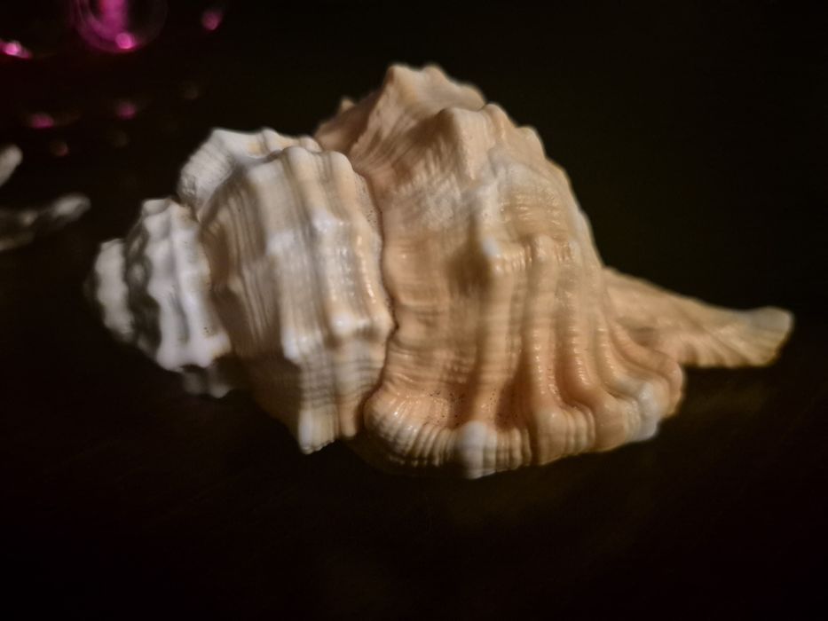 Ракушки разные разные