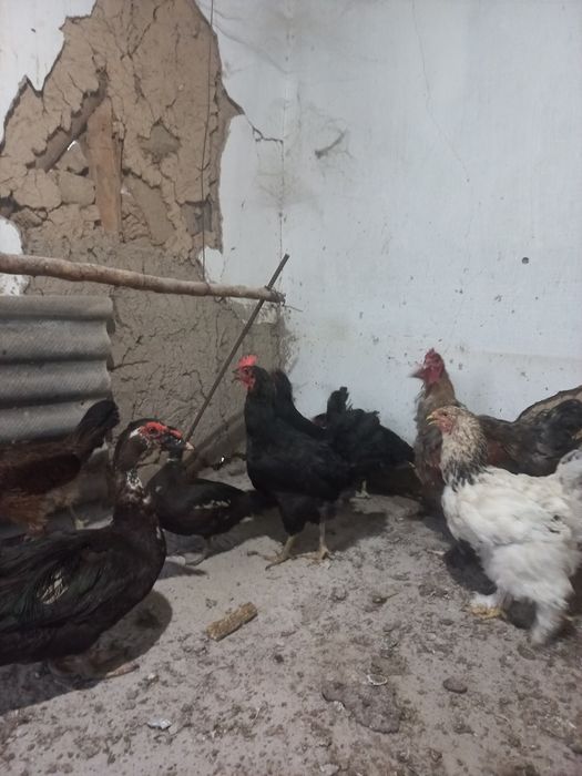 Парандалар сотилади