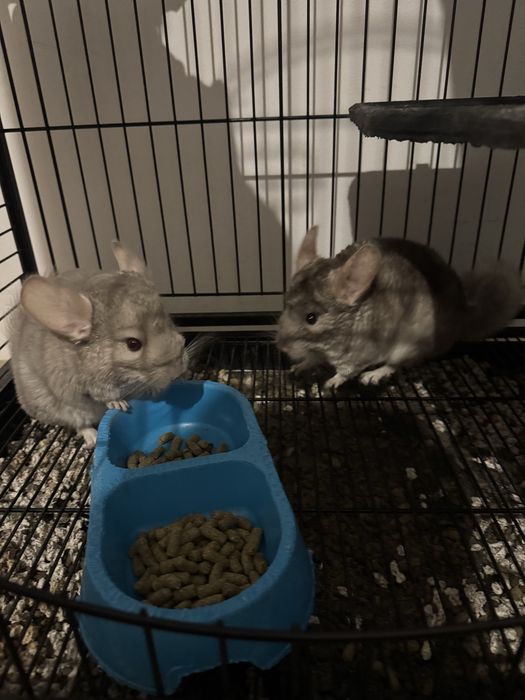 Chinchilla de vanzare