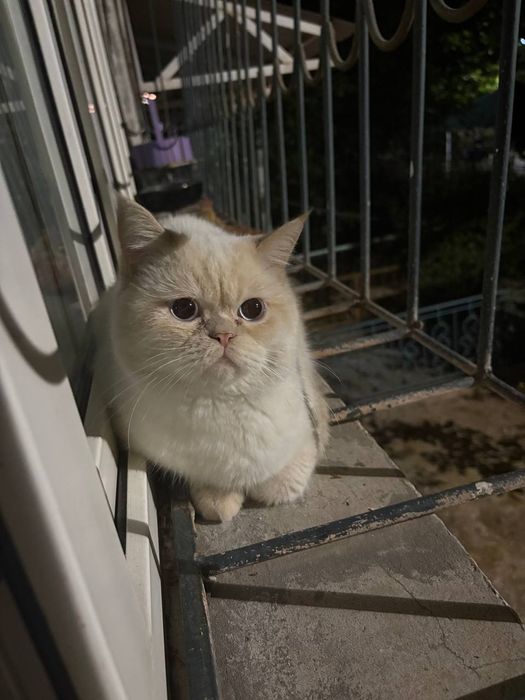 Экзотический кот отдам даром