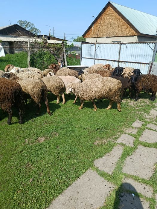 В продажи Жирных Баран.