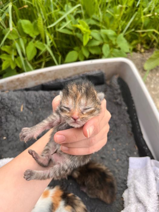 Spre adoptie pisicute