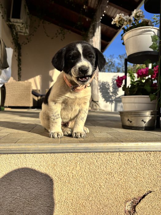 Donez cateluse talie medie