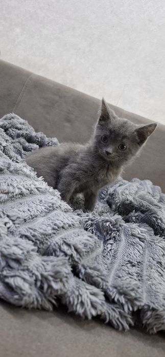 Скоттиш фолд и страйт котята