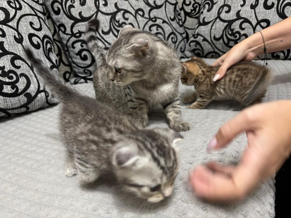 Вислоухий шотландец