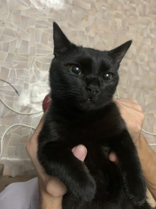 Отдам доброго милого котенка