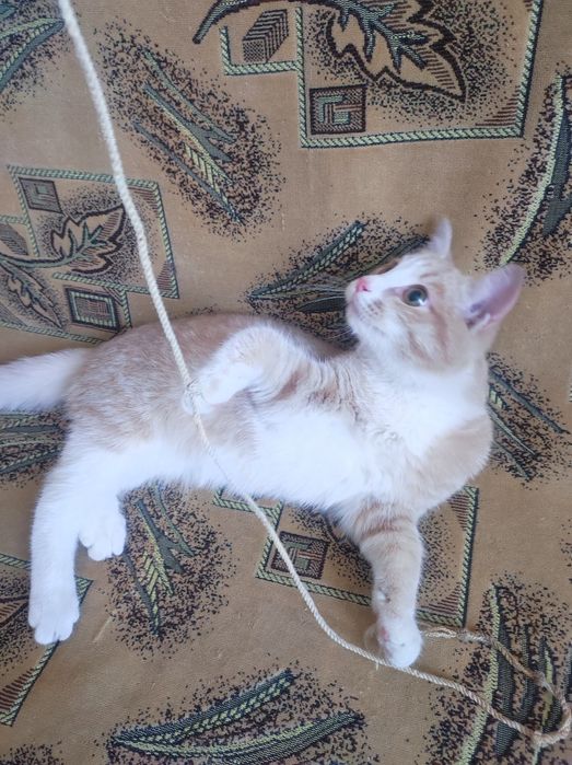 Котёнок 5месяцев крупный