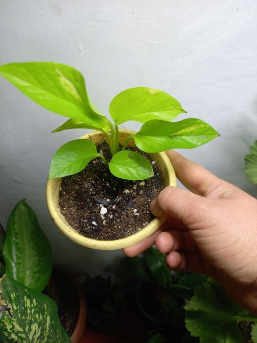 Продам комнатные растения