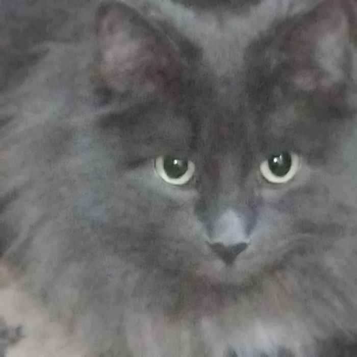 Отдам котика добрым людям