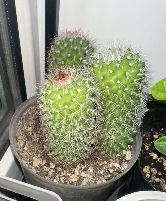 Продам комнатеые цветы  цены разные.