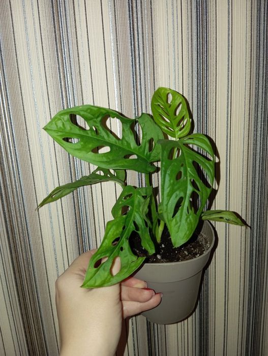 Монстера Манки Адансон