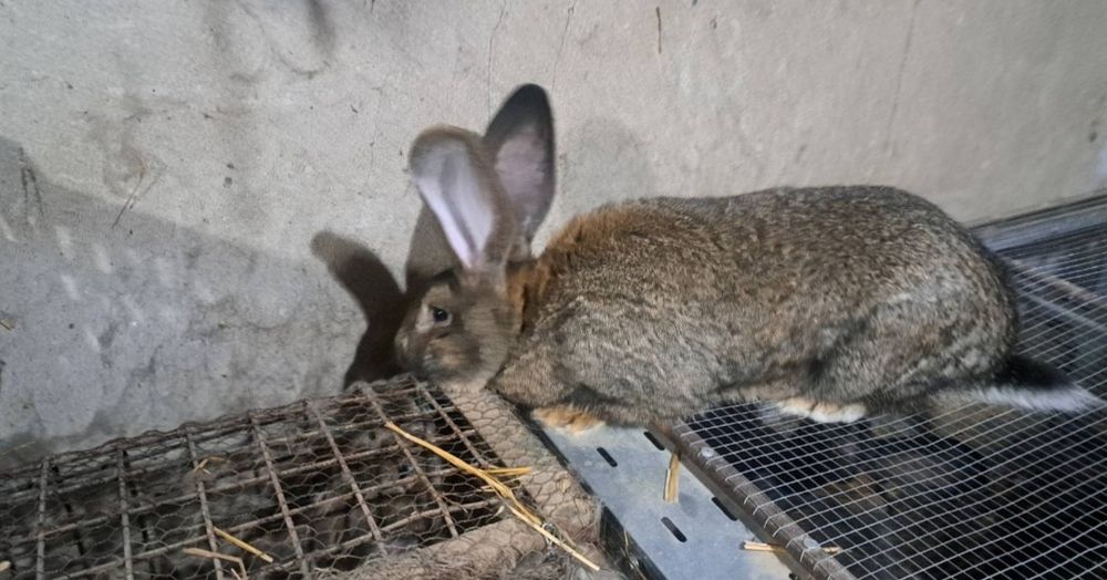 Зайци заек зайчета Фландър