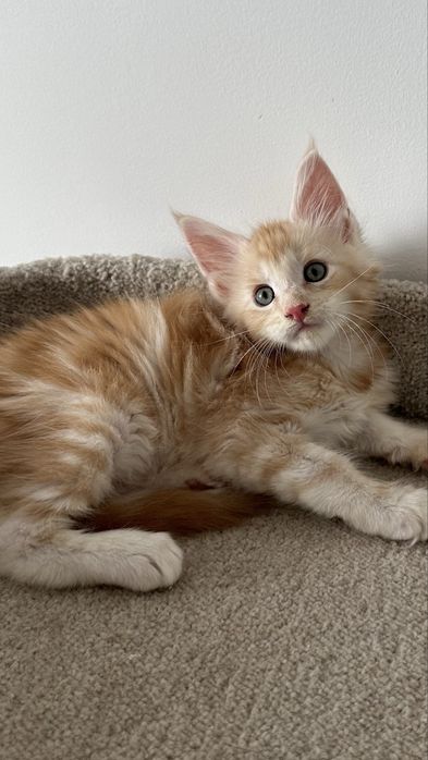 Мейн-Кун Продажа Питомник