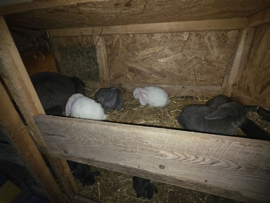 Femela berbec german, cu 6 pui
Puii au varsta de 1 luna
Mai multe de