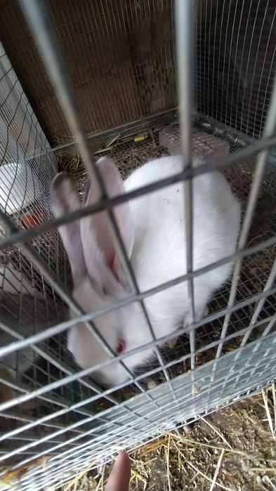 Quyonlar sotiladi kasal emas 2 tasi 400000 ming kelishib beramiz 35000