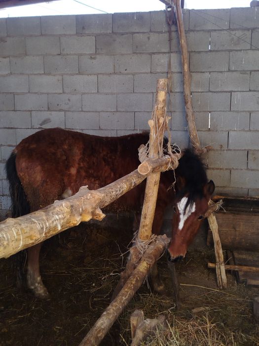 Палтарашка лар семіз союға