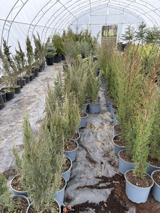 Бързорастящи и вечнозелени растения