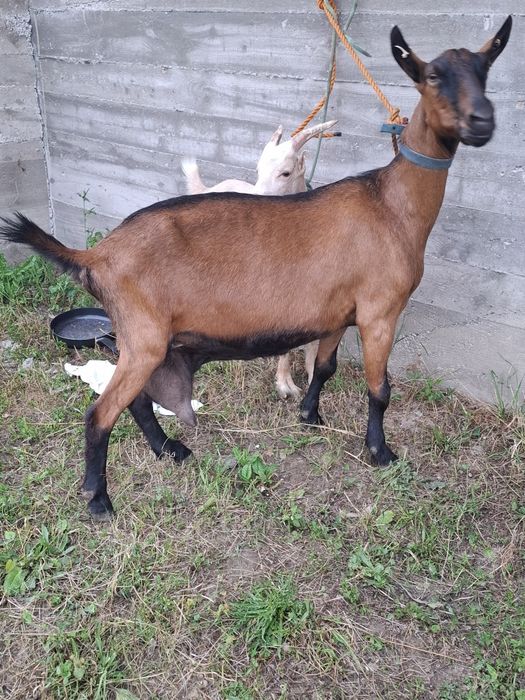 Vand caprita alpin  francesa