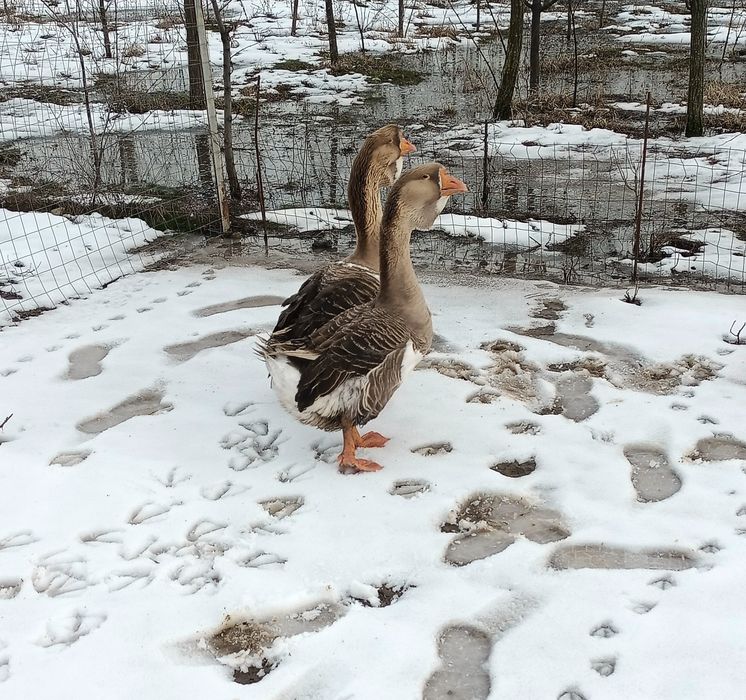 Pereche gâște holmogor