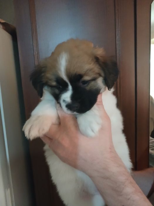 Отдам  даром щенков