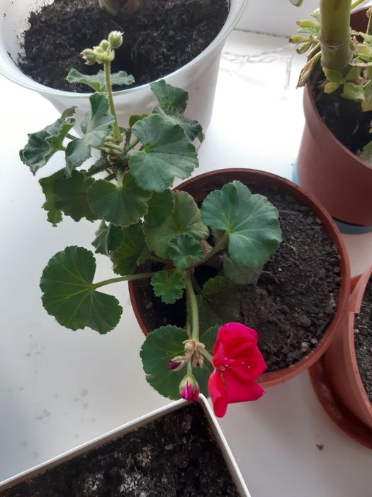 Продаю цветы, Герань