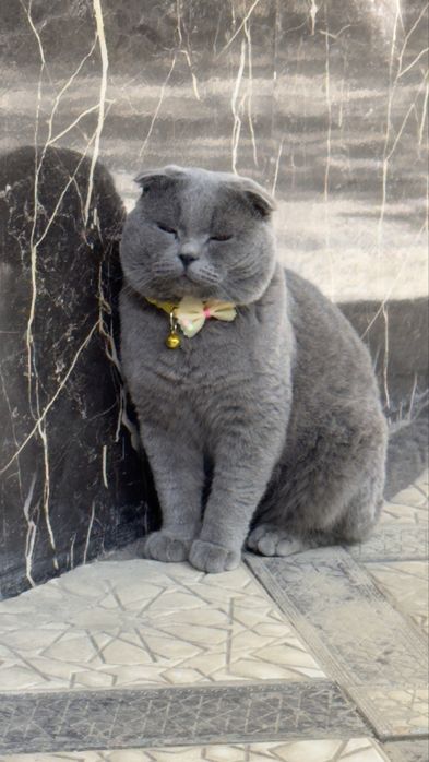 Ko'paytirish uchun Britanskiy Fold  (Vyazka xizmati)