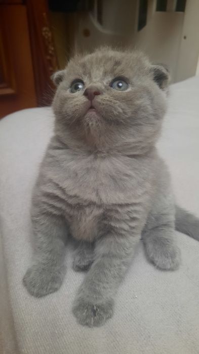 Скотиш фолд голубого окраса