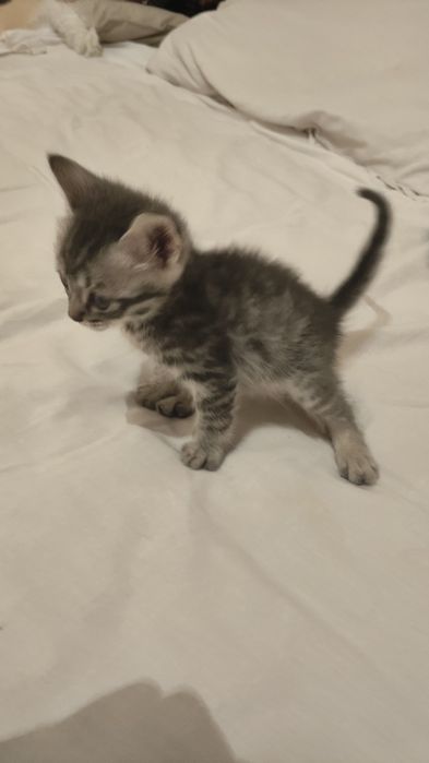Шотландия кошка сауда бар