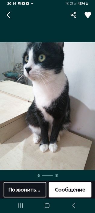 Кошки в хорошие руки