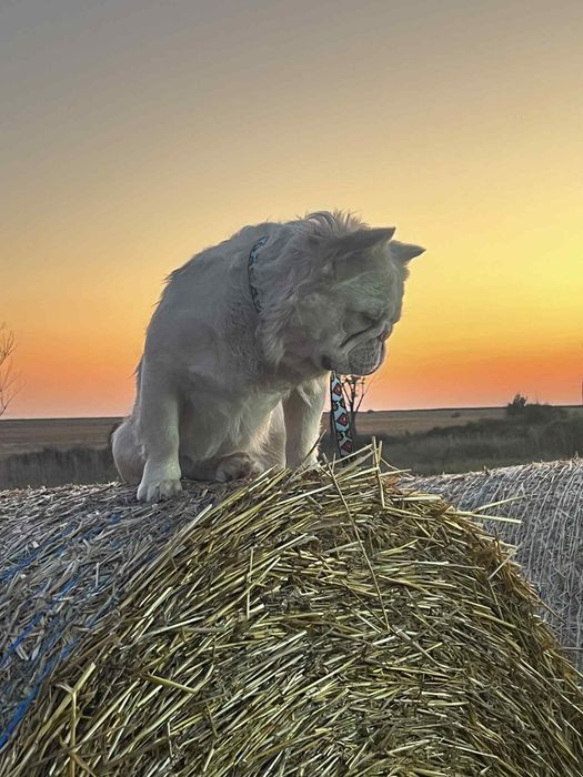 Френски булдог Флуфи