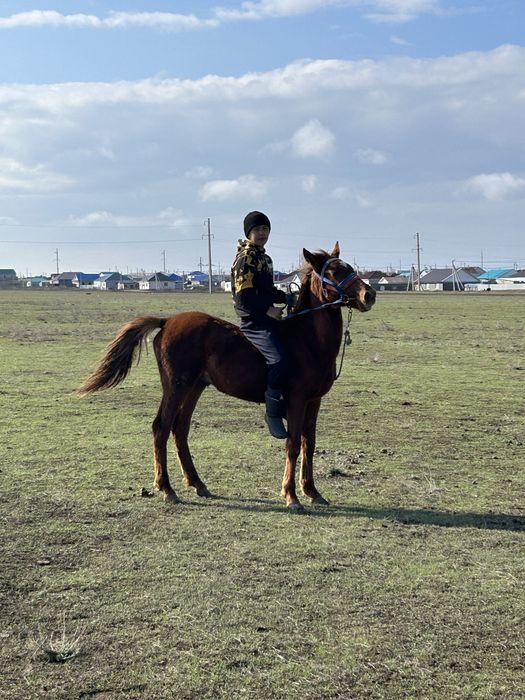 Тай сатылады еркек