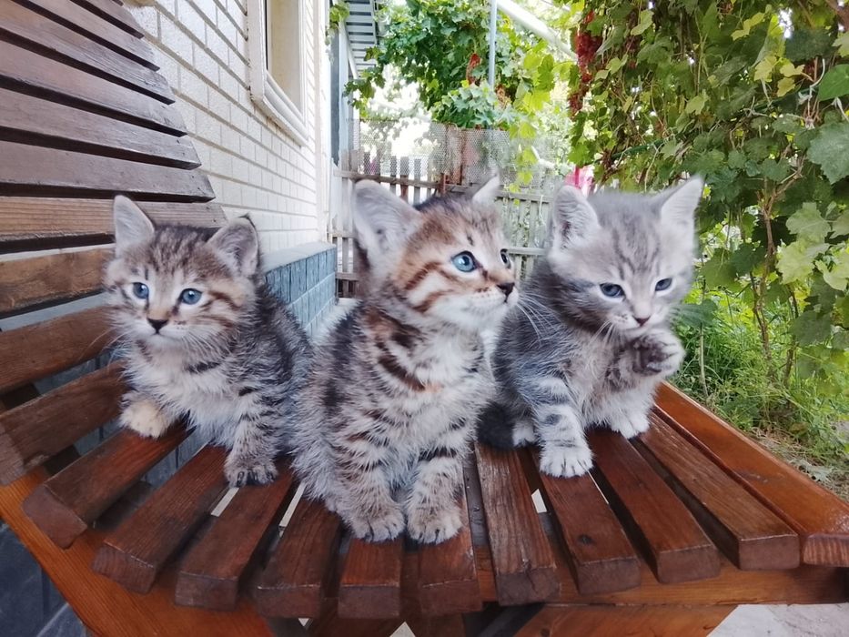 Отдам котят в добрые руки
