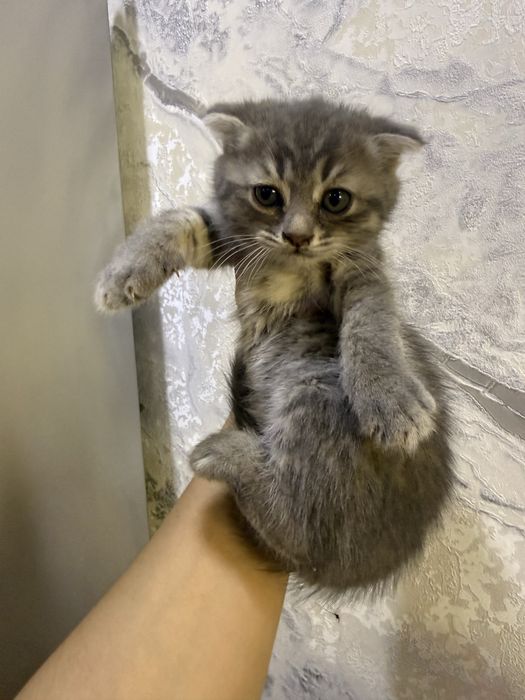 Котята  пародии русско гоубой