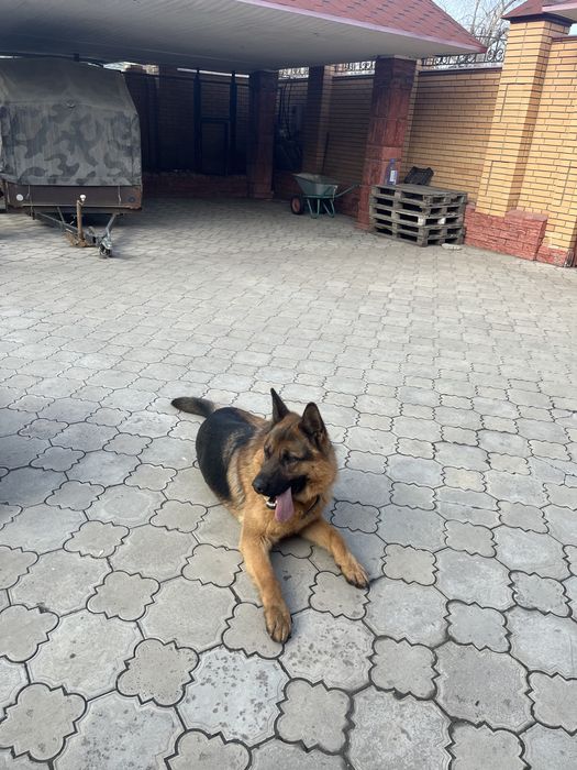 Немецкая овчарка вязка