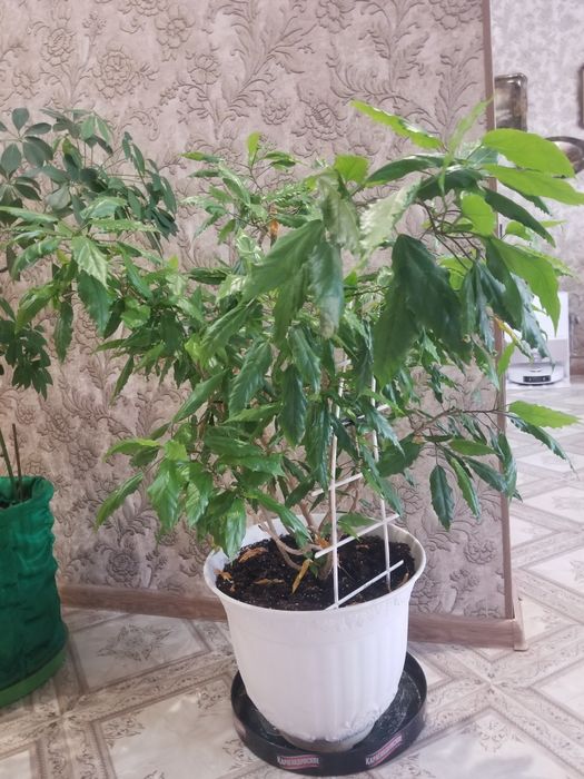 продам комнатные цветы,китайская роза обильно цветущая,фикус