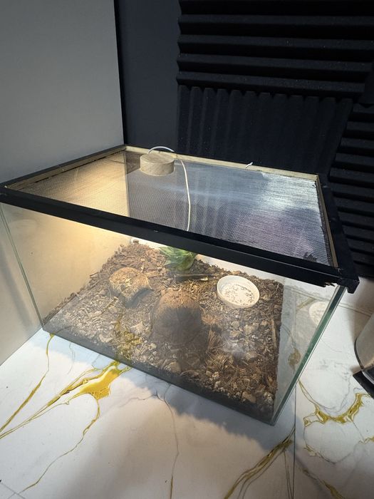 Scorpion Heterometrus