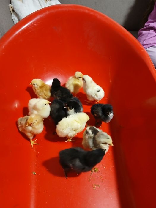 Vand pui de găină 12 la număr