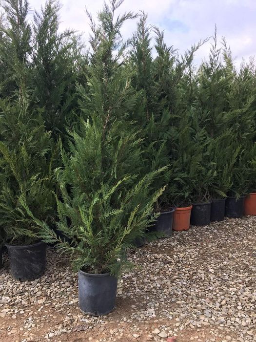 Leylandii 1.5m - 2m gard viu, calitate premium, super oferta!